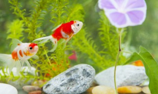 魟鱼换水的正确方法（魟鱼换水的正确方法是什么）