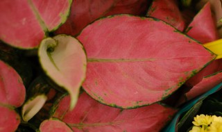 如意皇后的繁殖方法(如意皇后的繁殖方法有哪些)