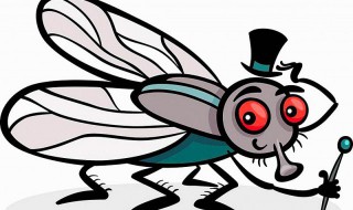 消灭小苍蝇的小窍门 如何消除小苍蝇