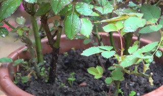 月季的修剪方法（树状月季的修剪方法）