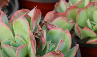 绮罗多肉繁殖方法 多肉植物绮罗怎么繁殖