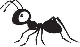 防治白蚁最有效的方法（白蚁防治方法四种方法）