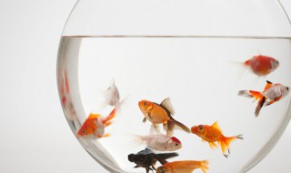 金丝灯鱼群游吗 灯鱼 群游