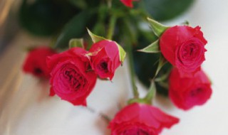 玫瑰扦插时间和方法（玫瑰花插扦时间）