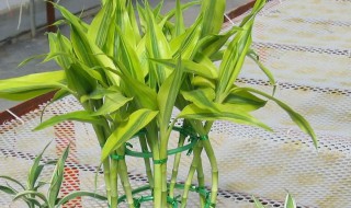 盆栽竹子的养殖方法和注意事项 盆栽竹子的养殖方法和注意事项图片