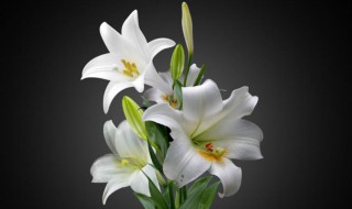 盆栽百合繁殖方法和注意事项 盆栽百合繁殖方法和注意事项视频