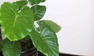 滴水莲的养殖方法和注意事项（滴水莲怎么养）