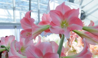 荷兰朱顶红的养殖方法和注意事项 荷兰朱顶红的养殖方法和注意事项的养护