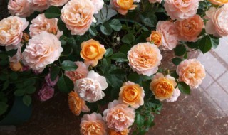 月季花的盆栽养殖方法 月季花的盆栽养殖方法视频