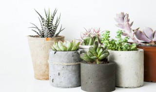 多肉法师发根最快方法(多肉法师叶插最快生根发芽的方法)