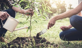 幸福树截杆方法 幸福树截杆后多久发芽