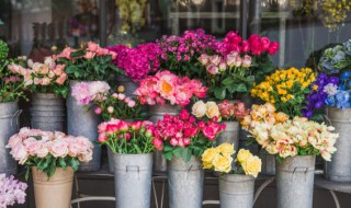 比利时杜鹃花的养殖方法和注意事项(比利时杜鹃花的养殖方法和注意事项视频)