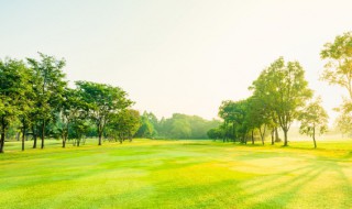 桃树石硫合剂使用方法 桃树用石硫合剂使用方法