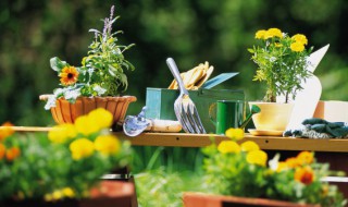 地雷花种子催芽方法 地雷花种子催芽方法视频