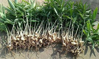 黄精种子培育苗子方法（黄精种子培育苗子方法视频）