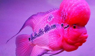 罗汉鱼起头方法（罗汉鱼起头前兆图片）