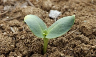 向日葵最有效催芽方法 向日葵的催芽方法