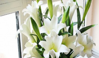 水养百合养殖方法和注意事项（水养百合养殖方法和注意事项有哪些）