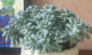 劳尔的养殖方法和注意事项(多肉劳尔的养殖方法和注意事项)