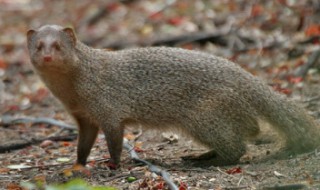 獴是什么动物 獴的生活习性