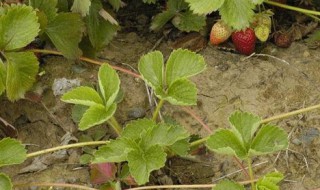 匍匐茎是什么意思 匍匐茎的意思