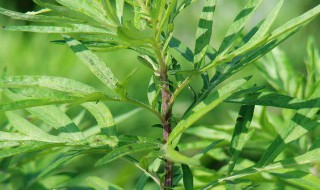 蒌蒿是什么植物蒌蒿蒌蒿（蒌蒿指的是哪种植物）