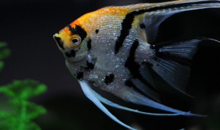 神仙鱼的寓意 神仙鱼的寓意好不好