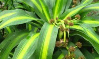 巴西美人繁殖方法和注意事项(巴西美人养殖方法和注意事项)