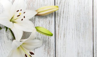百合的繁殖方法(香水百合的繁殖方法)