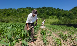 每个季节适合种什么农作物 这个时间适合种什么农作物