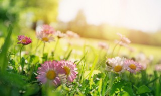 春天有什么水果和花（春天有什么水果花会开放）