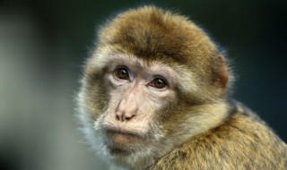 猿轡是什么意思（什么猿意什么）