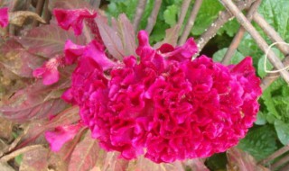 什么的鸡冠花填颜色 什么的鸡冠花填颜色词