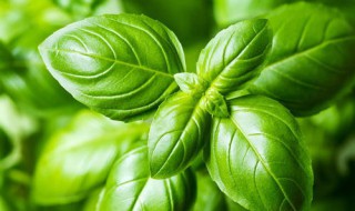 罗勒在中国叫什么?（中国有罗勒吗）