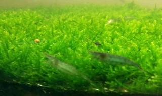 莫斯草怎么养长的好（莫斯草好养吗）