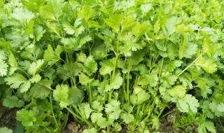 香菜黄叶是怎么回事(香菜黄叶子)