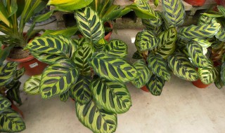 孔雀竹芋怎么浇水方法 孔雀竹芋怎么浇水方法视频