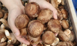 香菇洗了后可以放多久（鲜香菇洗后能放多久）