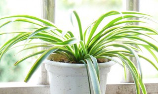 吊兰怎么养殖方法和注意事项 吊兰怎么养殖方法和注意事项图片