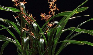 墨兰花怎么养殖方法和注意事项（墨兰花怎么养殖方法和注意事项视频）