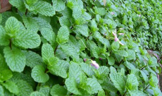 鱼香和薄荷区别（鱼香和薄荷区别是什么）