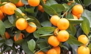 金桔怎么养殖方法和注意事项(金桔怎么养殖方法和注意事项视频)