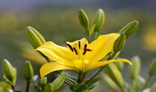 百合花怎么养殖方法和注意事项（百合花养殖方法与技巧）