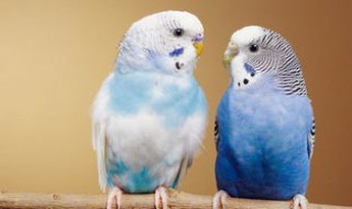 虎皮鹦鹉葫芦鸟窝产蛋好吗(虎皮鹦鹉下蛋要鸟窝吗)