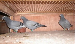 鸽子多少天抱一窝 鸽子多少天抱一窝蛋