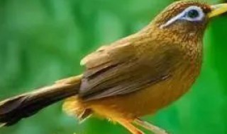 母画眉可以引公鸟吗 用母鸟引公画眉叫好不好