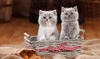 猫走路为什么没有声音如何演化成的? 猫走起来为什么没有声音