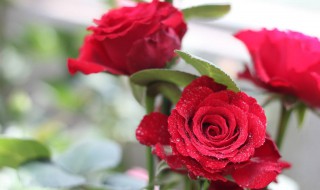 玫瑰花一般用什么叶子搭配? 玫瑰花搭配的叶子