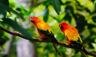 鹦鹉的特点外貌描写(鹦鹉的特点外貌描写二年级)