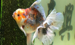 鱼缸养一条小鱼可以吗 小鱼缸养一条鱼好吗